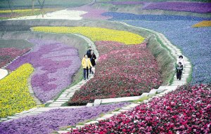 太美了！化工廠變身公園 能看薰衣草花田