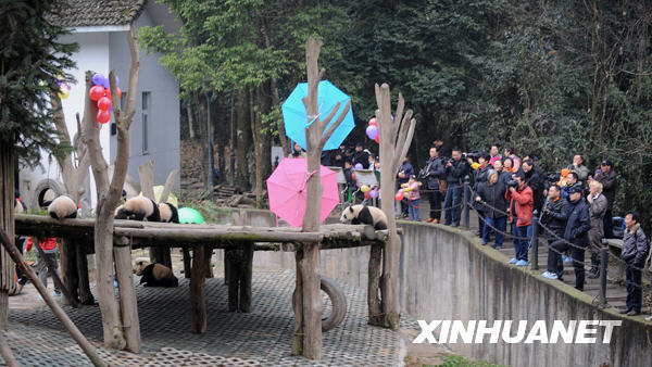 臥龍16只大熊貓寶寶進入幼兒園