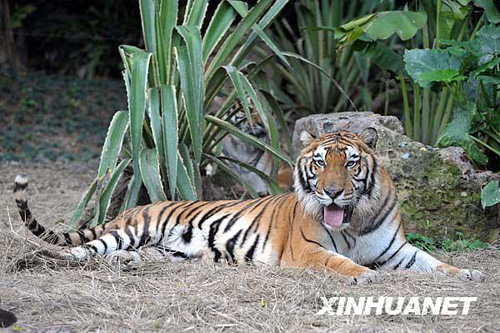 廣州香江野生動(dòng)物世界百虎山開放迎游客
