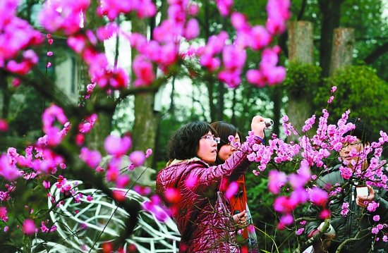 南山賞花
