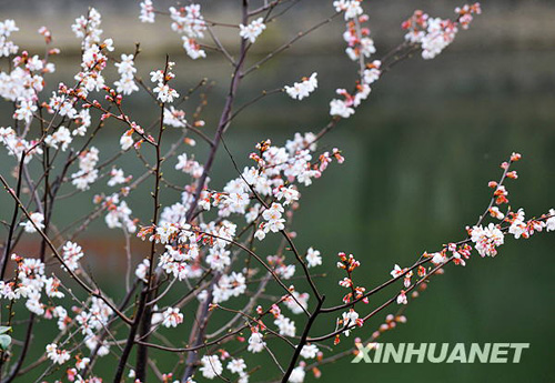 長(zhǎng)沙春來(lái)早 櫻花露笑顏