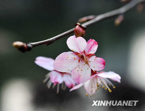 長(zhǎng)沙春來(lái)早 櫻花露笑顏