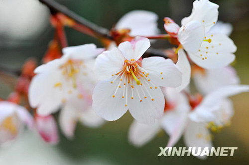 長(zhǎng)沙春來(lái)早 櫻花露笑顏