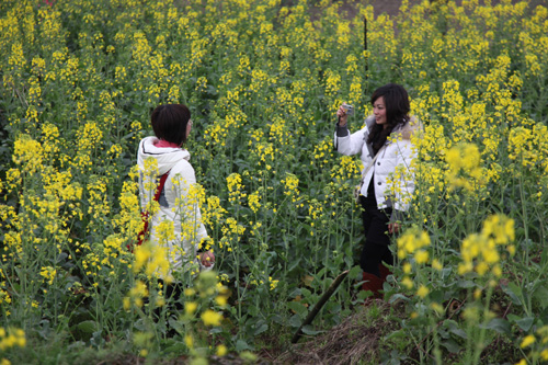 長(zhǎng)寧春來(lái)早 菜花開(kāi)游客笑