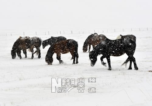 持續(xù)低溫降雪內蒙古克什克騰旗再次遭受雪災