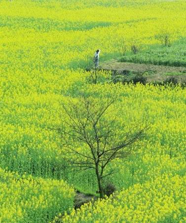 成都首屆油菜花節(jié)11日開(kāi)幕