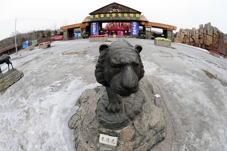 沈陽(yáng)野生動(dòng)物園11只東北虎營(yíng)養(yǎng)不良死亡