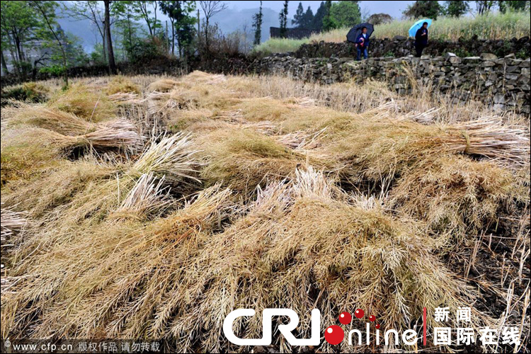 云南遭遇大旱 焦渴無(wú)奈地縫覓水(組圖)