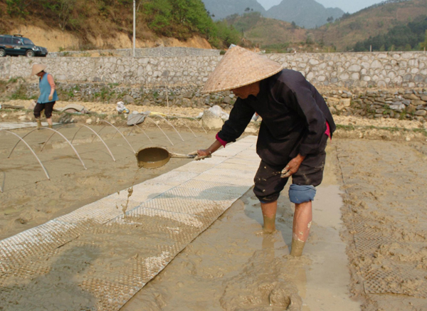 廣西河池旱區(qū)群眾旱育秧苗
