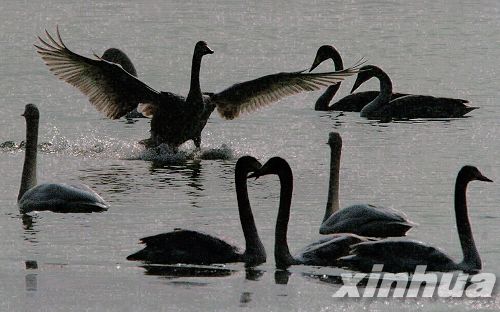 河南：三門峽榮獲“中國大天鵝之鄉(xiāng)”稱號(hào)