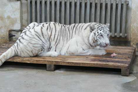 哈爾濱北方森林動(dòng)物園園長(zhǎng)回應(yīng)動(dòng)物生存狀況問(wèn)題