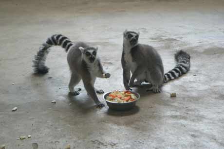 哈爾濱北方森林動物園園長回應(yīng)動物生存狀況問題