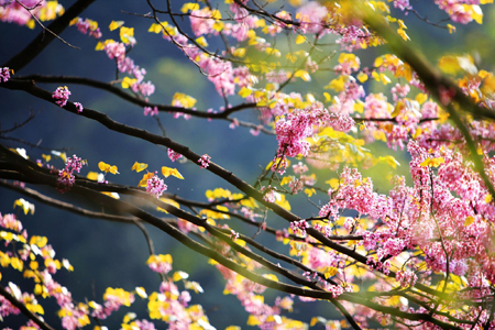 河南西峽老君洞景區(qū)舉辦首屆紫荊花節(jié)