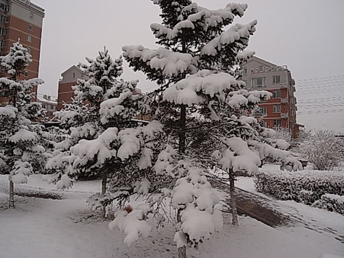 4月16日晨長(zhǎng)春普降瑞雪