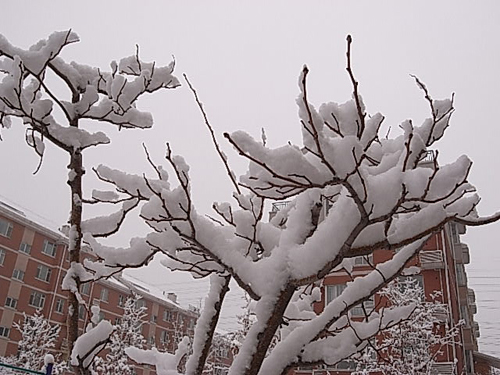 4月16日晨長(zhǎng)春普降瑞雪