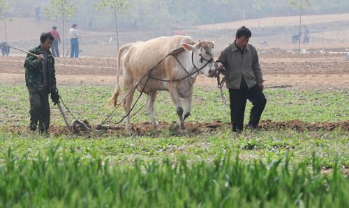 河南農(nóng)民趁墑播種