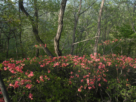 龍隱景區(qū)，杜鵑觀賞最佳地