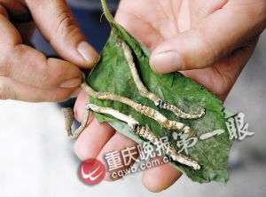 沙坪壩虎峰山發(fā)現(xiàn)蟲(chóng)草 小心服用以免中毒(圖)