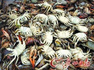 湖南漉湖約40萬(wàn)畝水域遭污染大量魚蝦死亡