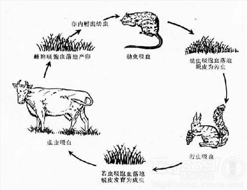 湖南省疾病控制中心發(fā)布蜱蟲防治方法