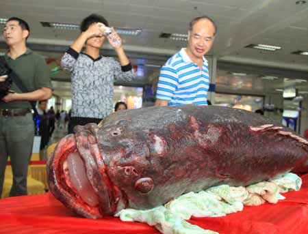 超百斤龍膽石斑魚(yú)“驚現(xiàn)”福州