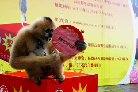十·一逛云南野生動(dòng)物園 贏版納免費(fèi)游