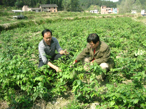 湖南隆回縣培育出適應(yīng)低海拔種植的金銀花苗木