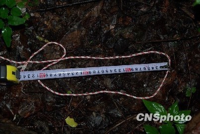 中國專家擬重新啟動神農(nóng)架“野人”科學考察