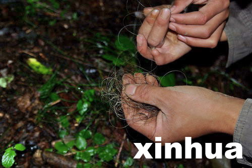 中國專家擬重新啟動神農(nóng)架“野人”科學(xué)考察