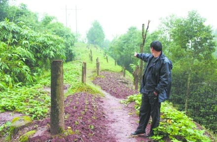 廣安綠色長廊46棵香樟被腰斬 森林警介入調(diào)查