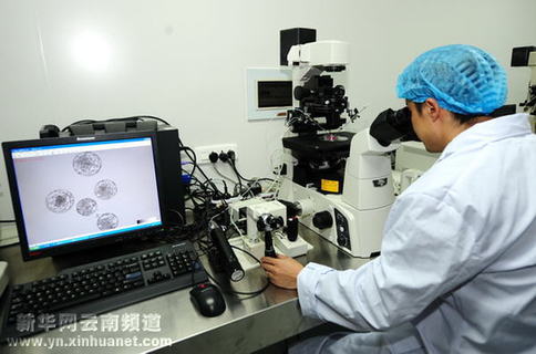 中國科學(xué)家在昆明成功培育出國內(nèi)首例轉(zhuǎn)基因獼猴