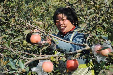 河南虞城深挖網(wǎng)絡(luò)資源 豐收蘋果銷全國