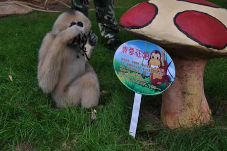 云南野生動(dòng)物園的光棍動(dòng)物全球征婚