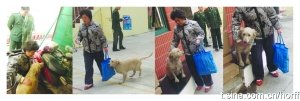 上?；馂?zāi)現(xiàn)場忠心小狗不吃不喝等主人出現(xiàn)