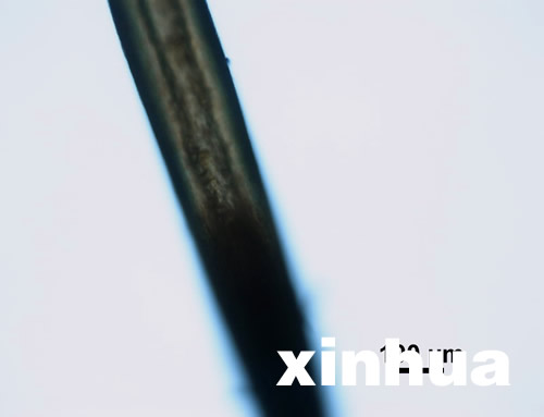神農(nóng)架首次公布不明動物毛發(fā)顯微照