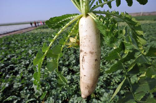 菜價(jià)究竟?jié)q在哪里？