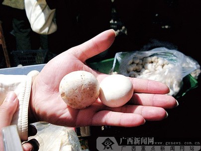 北京“漂白蘑菇”事件追蹤：小實(shí)驗(yàn)為何引發(fā)大爭議