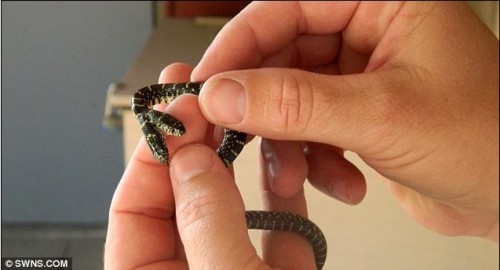 太神奇了！雙頭動物大盤點