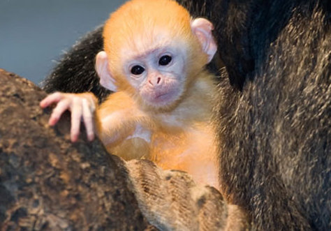 動物小了才可愛！超級萌的小動物