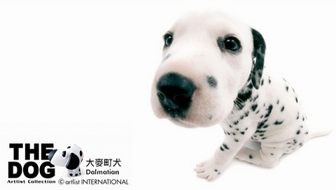 動物小了才可愛！超級萌的小動物
