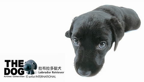 動物小了才可愛！超級萌的小動物