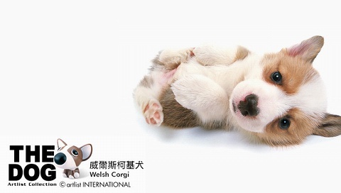 動(dòng)物小了才可愛！超級萌的小動(dòng)物