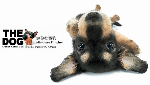 動(dòng)物小了才可愛！超級(jí)萌的小動(dòng)物