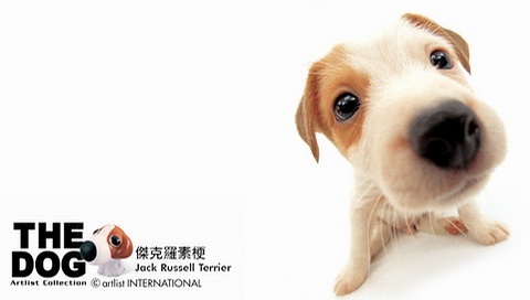動物小了才可愛！超級萌的小動物