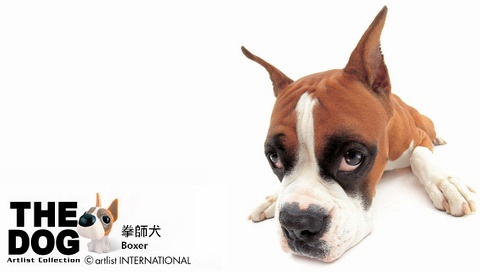 動(dòng)物小了才可愛(ài)！超級(jí)萌的小動(dòng)物