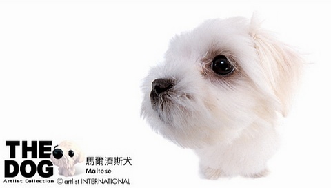動(dòng)物小了才可愛(ài)！超級(jí)萌的小動(dòng)物