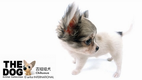 動物小了才可愛！超級萌的小動物