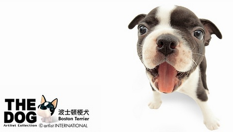 動物小了才可愛！超級萌的小動物