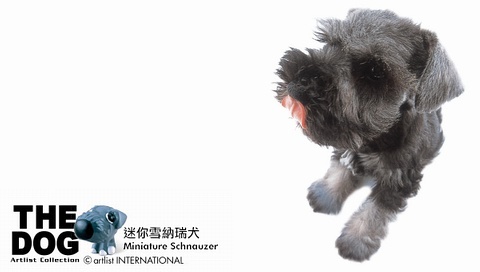 動物小了才可愛！超級萌的小動物