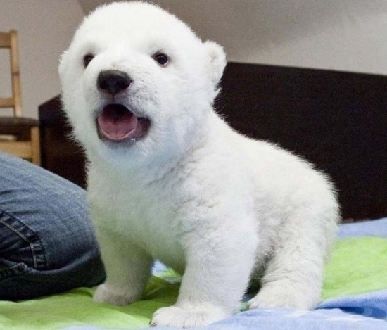 小動物最萌瞬間